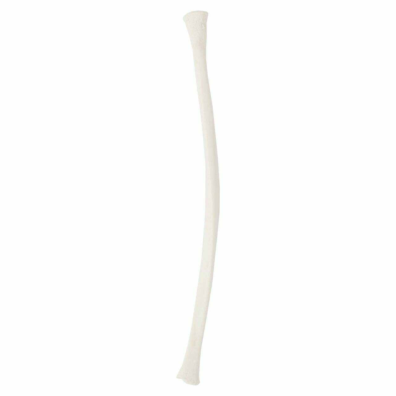 Axis Scientific Disarticulated Life-Size Half Child Skeleton Anatomy Model Fibula