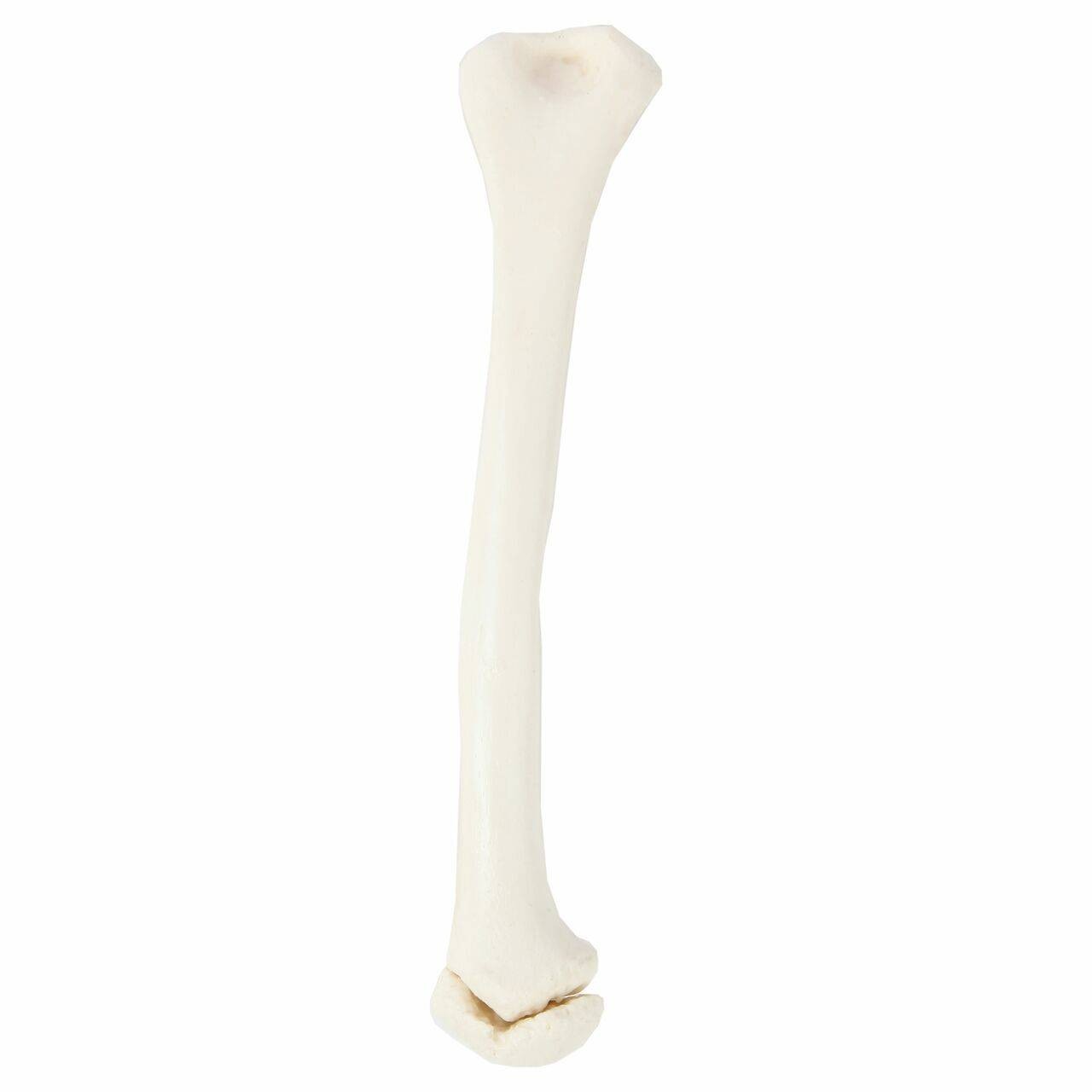 Axis Scientific Disarticulated Life-Size Half Child Skeleton Anatomy Model Disarticulated Leg