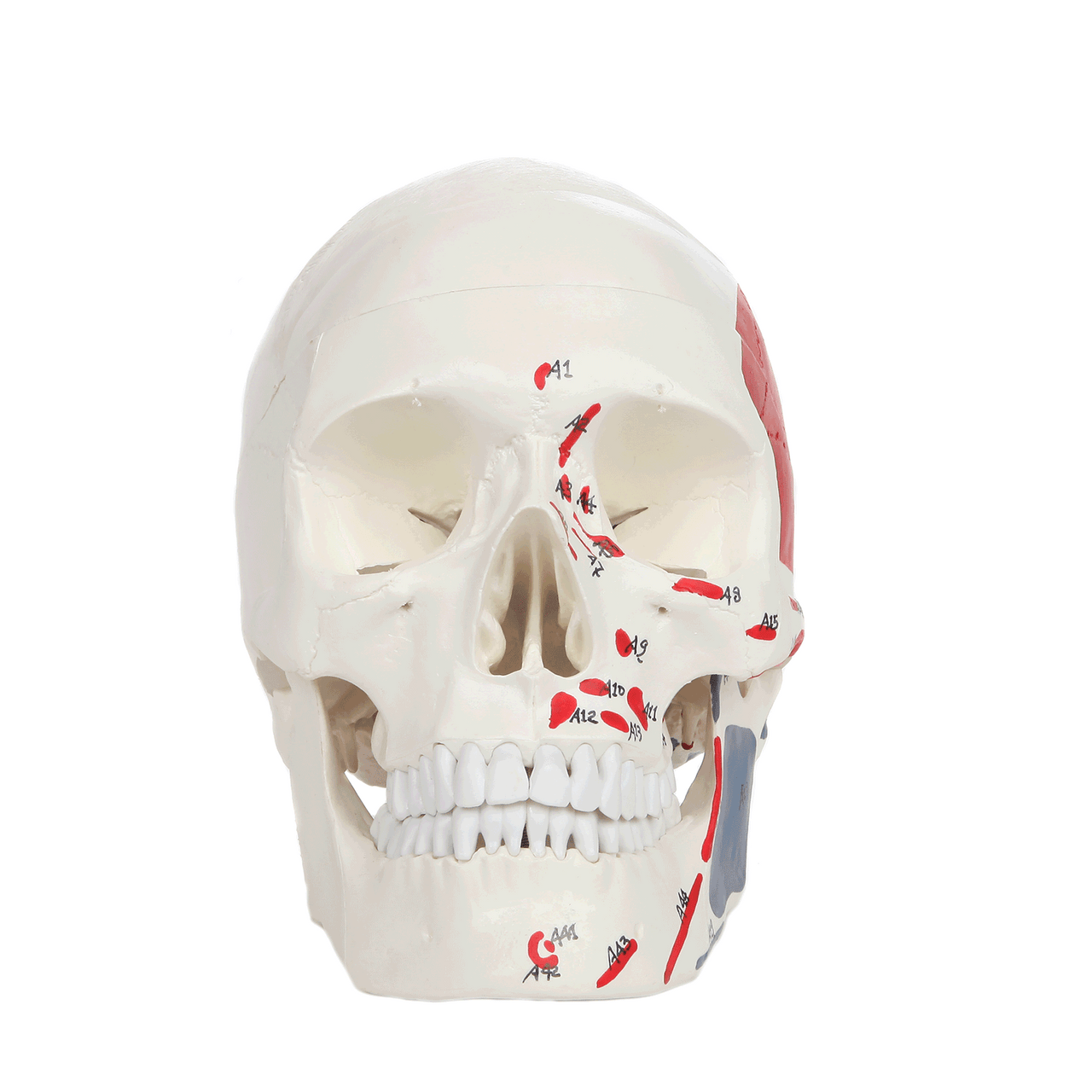 Axis Scientific Life-Size Painted and Numbered 3-Part Human Skull Anatomy Model 360-degree Animated View