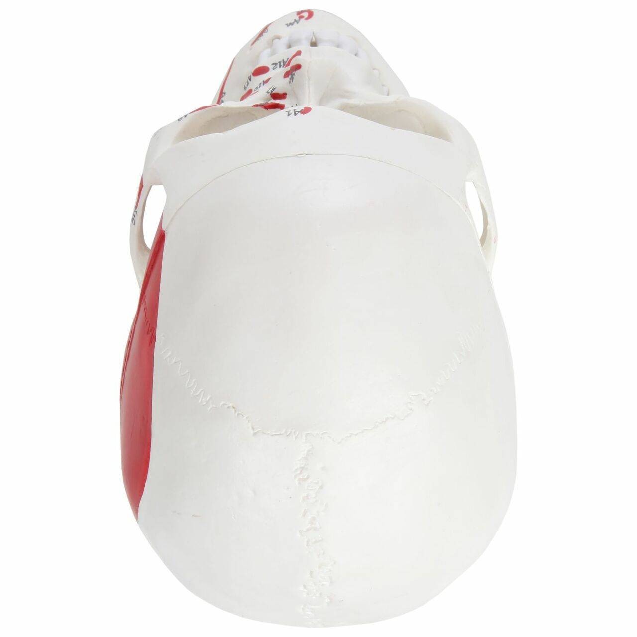 Axis Scientific Life-Size Painted and Numbered 3-Part Human Skull Anatomy Model Overhead View