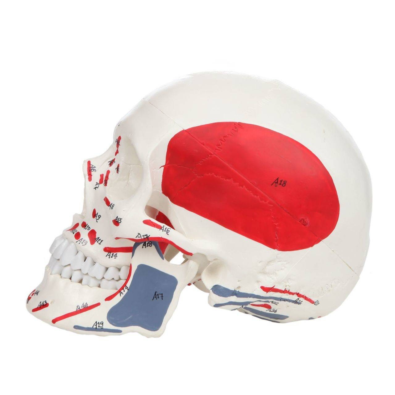 Axis Scientific Life-Size Painted and Numbered 3-Part Human Skull Anatomy Model Left View