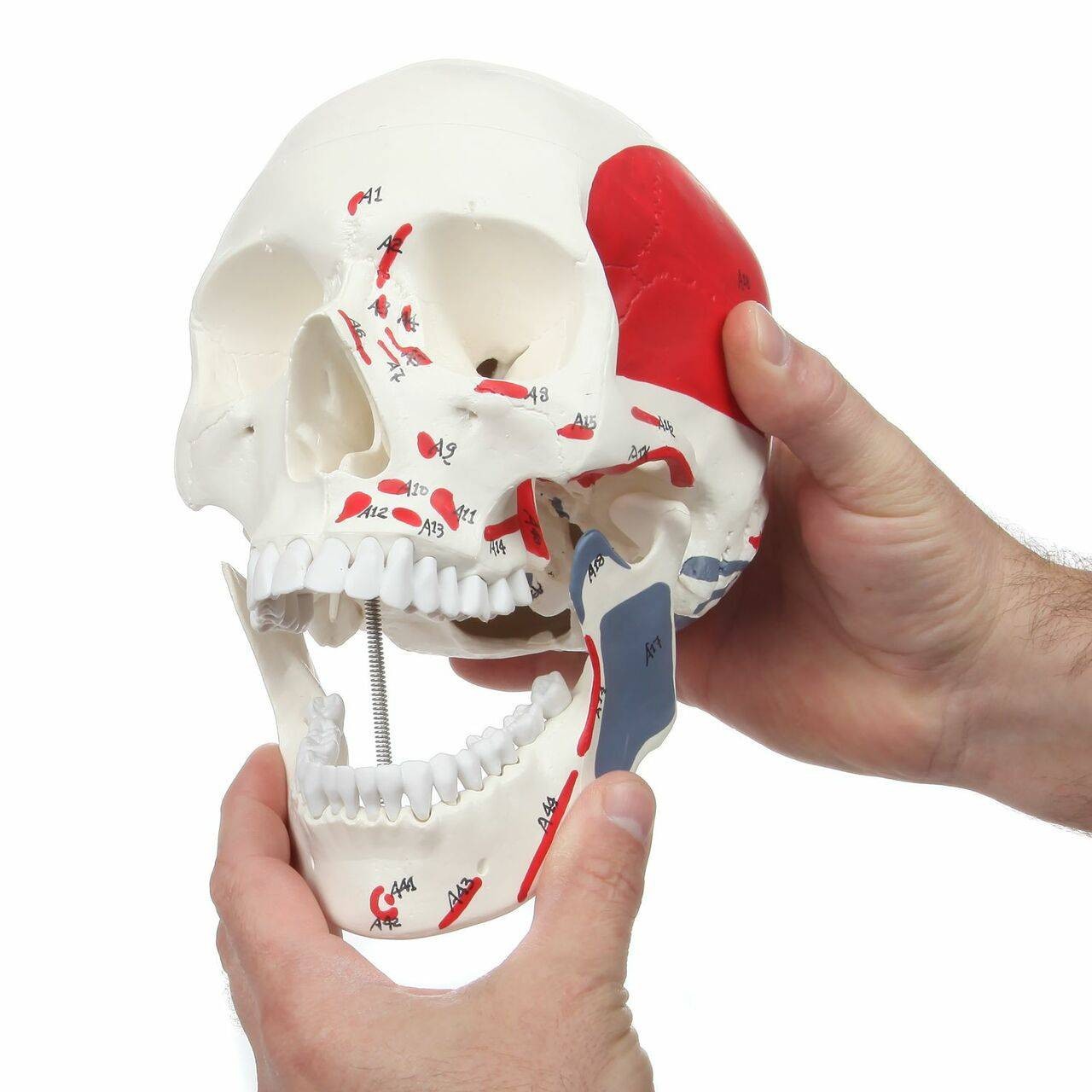 Axis Scientific Life-Size Painted and Numbered 3-Part Human Skull Anatomy Model Close Up of a person's hand interacted with the Mandible