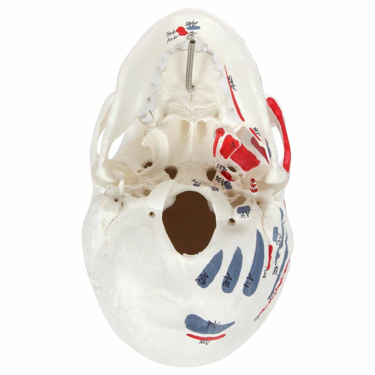 Axis Scientific Life-Size Painted and Numbered 3-Part Human Skull Anatomy Model Bottom View