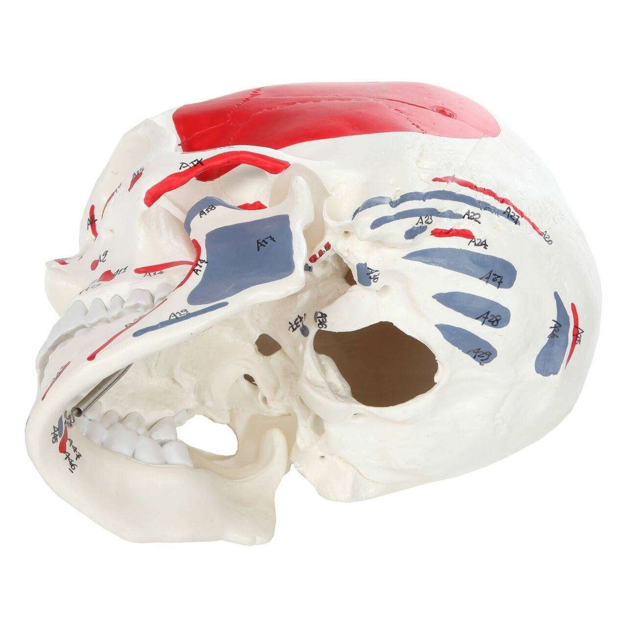 Axis Scientific Life-Size Painted and Numbered 3-Part Human Skull Anatomy Model Bottom Left View