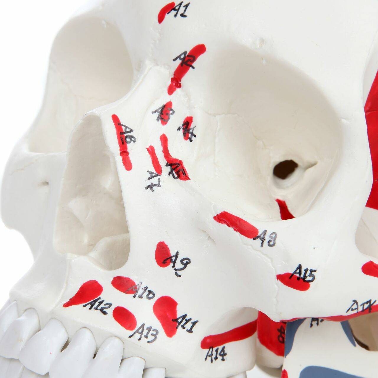 Axis Scientific Life-Size Painted and Numbered 3-Part Human Skull Anatomy Model Close Up the detail