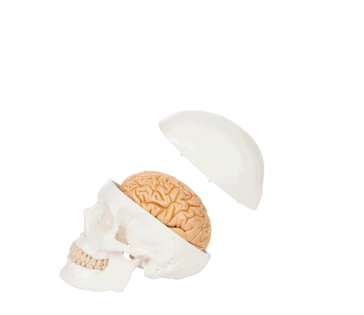 Axis Scientific Life-Size 3-Part Human Skull Model with Brain GIF Video