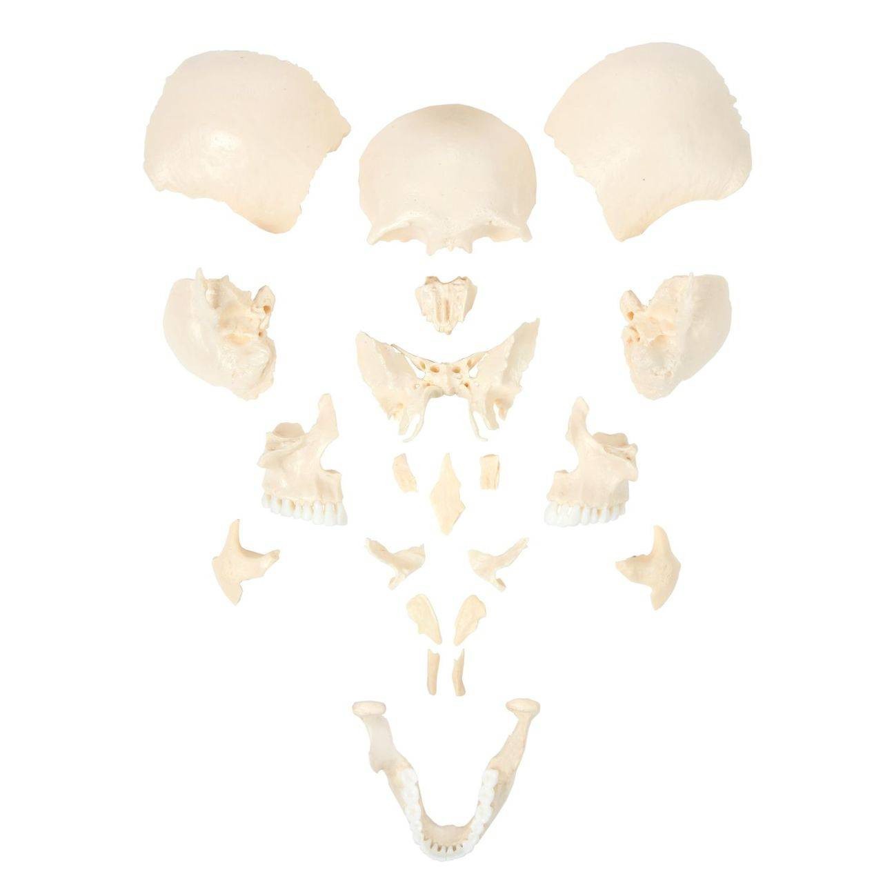 Axis Scientific Life-Size 22-Part Disarticulated Human Skull Anatomy Model 22-Part Skull