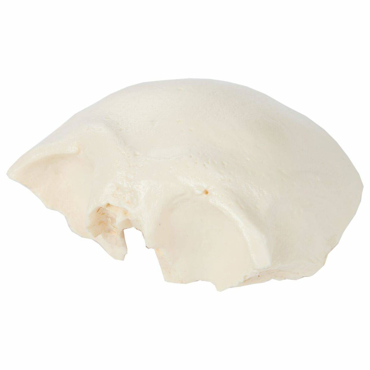 Axis Scientific Life-Size 22-Part Disarticulated Human Skull Anatomy Model Frontal Bone