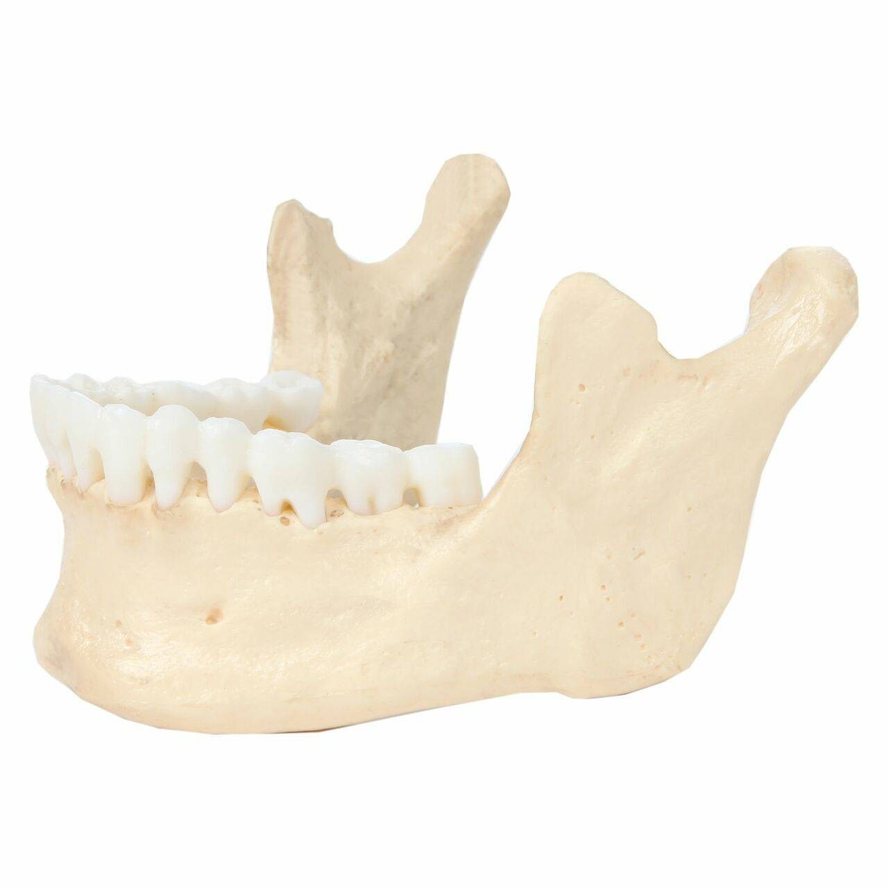 Axis Scientific Life-Size 22-Part Disarticulated Human Skull Anatomy Model Mandible