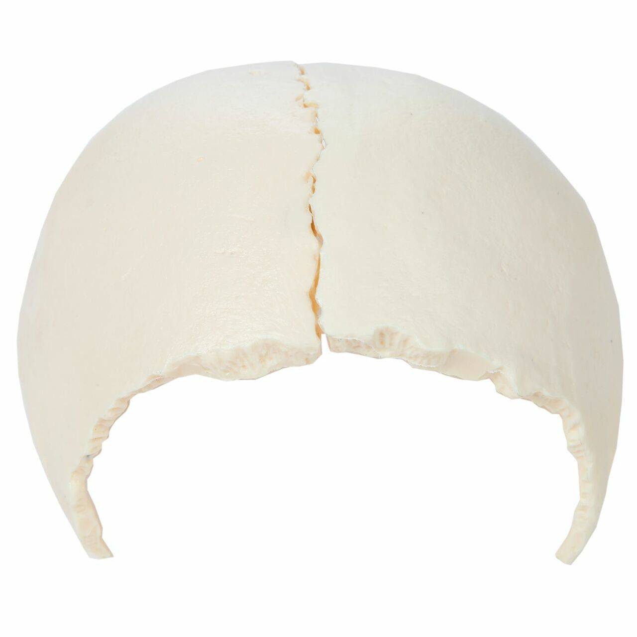 Axis Scientific Life-Size 22-Part Disarticulated Human Skull Anatomy Model Parietal Bone