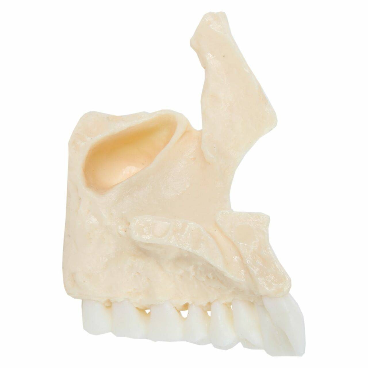 Axis Scientific Life-Size 22-Part Disarticulated Human Skull Anatomy Model Maxilla