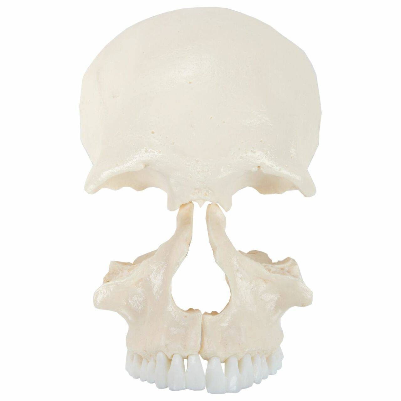 Axis Scientific Life-Size 22-Part Disarticulated Human Skull Anatomy Model Frontal Bone and Maxilla