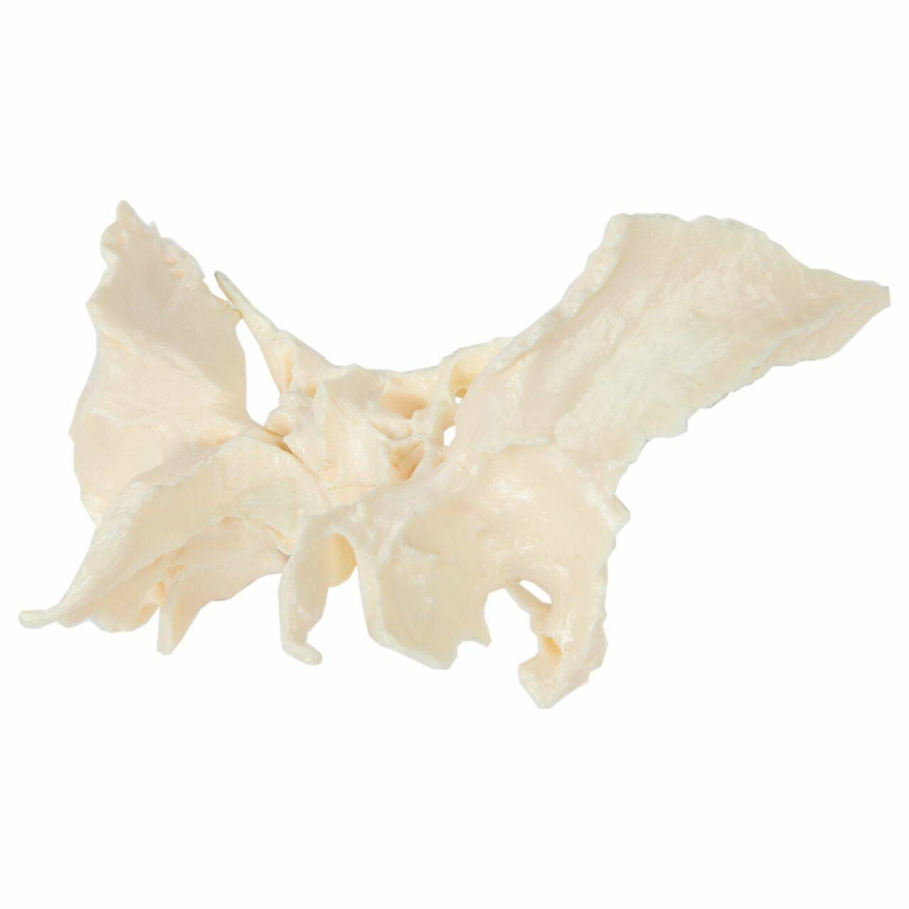 Axis Scientific Life-Size 22-Part Disarticulated Human Skull Anatomy Model Sphenoid Bone