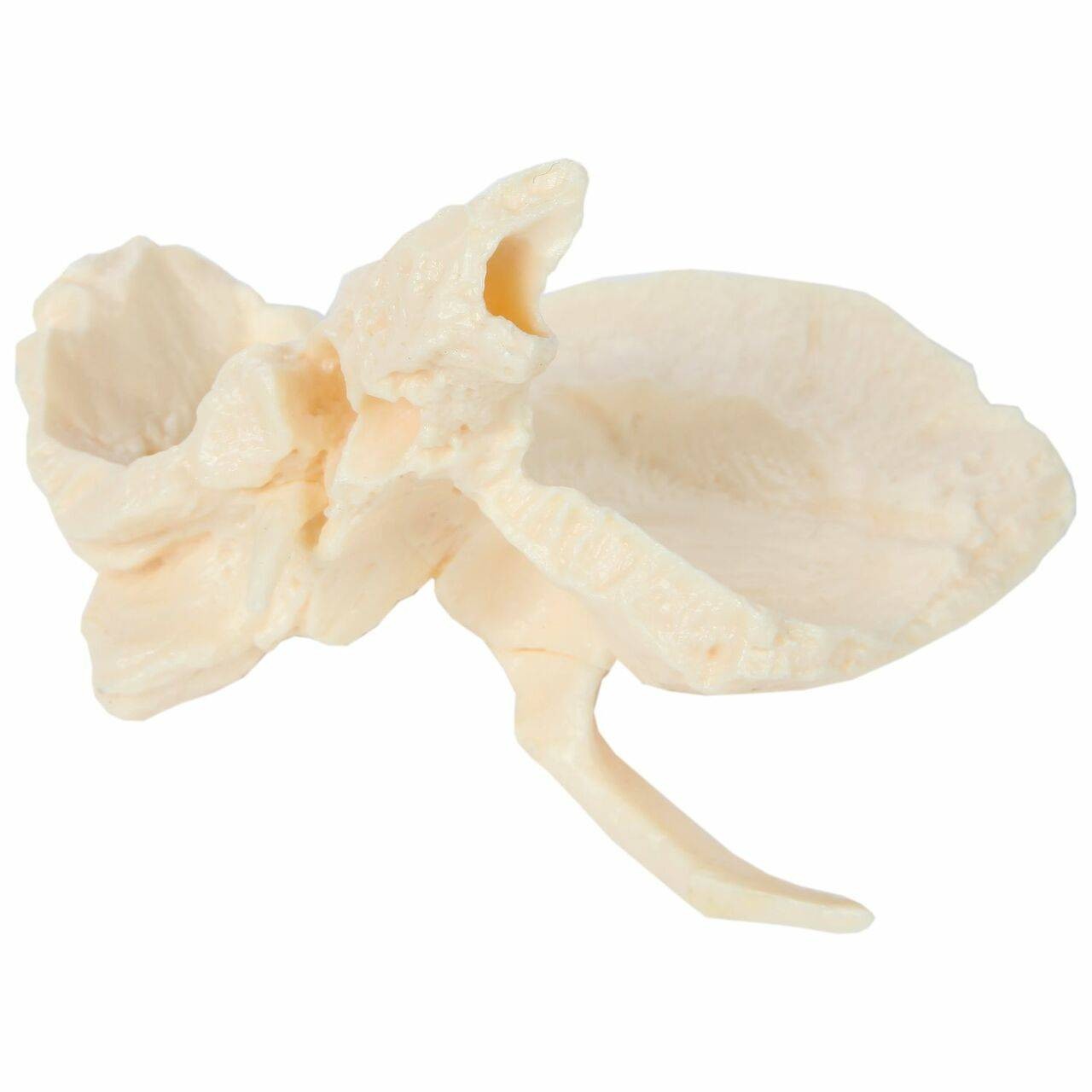 Axis Scientific Life-Size 22-Part Disarticulated Human Skull Anatomy Model Temporal Bone