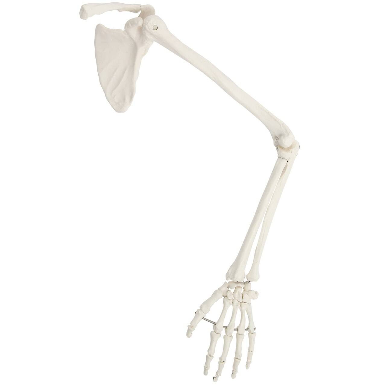 Axis Scientific Life-Size Human Arm Skeleton with Clavicle, Scapula, and Articulated Hand Anatomy Model Bent Elbow View