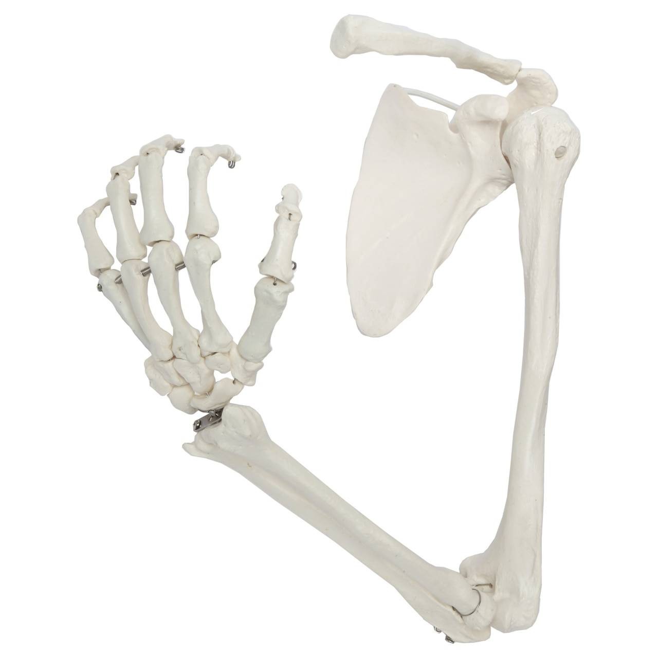 Axis Scientific Life-Size Human Arm Skeleton with Clavicle, Scapula, and Articulated Hand Anatomy Model Bent Elbow and Wrist View