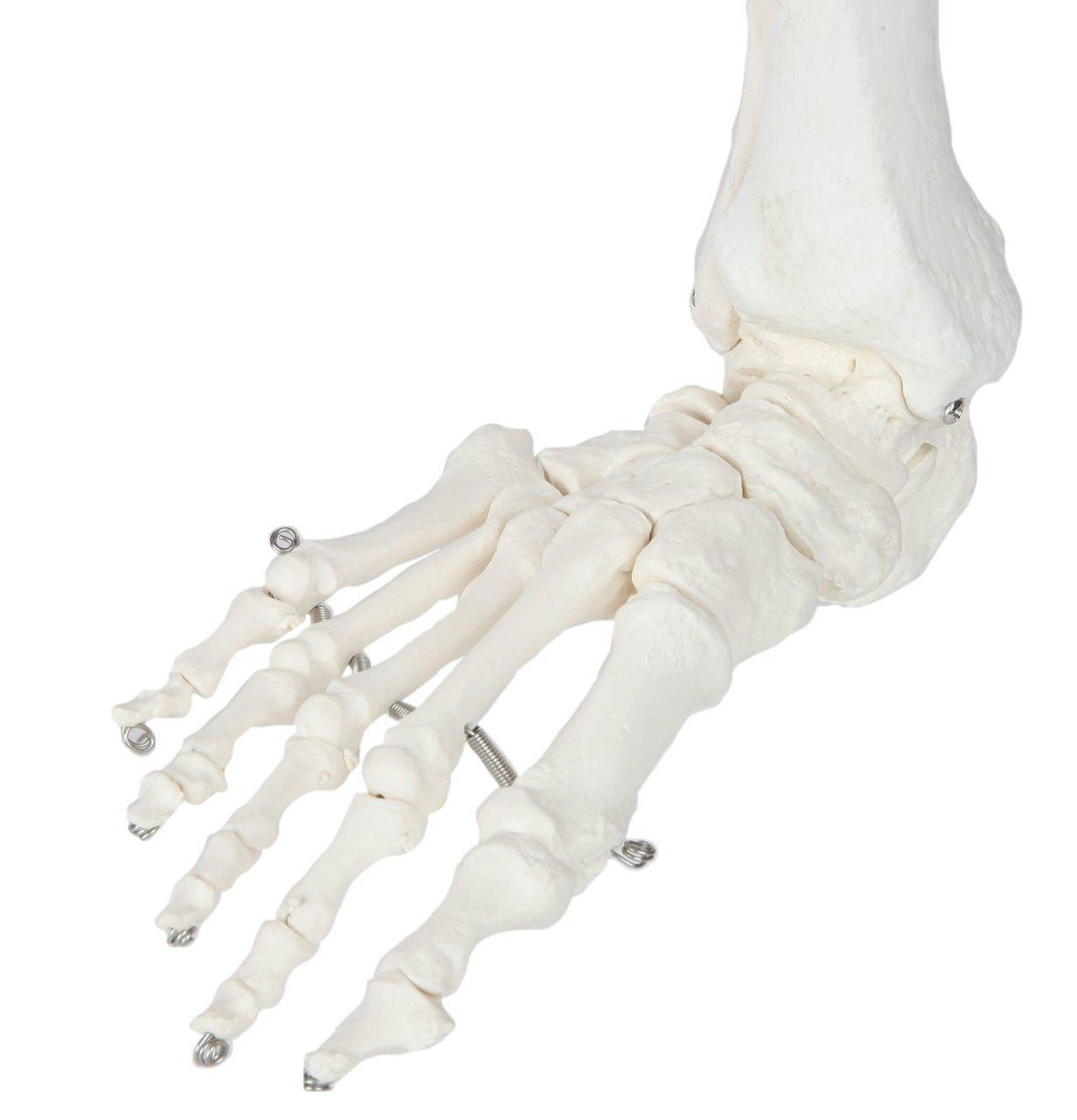 Axis Scientific Leg Skeleton foot skeleton detail
