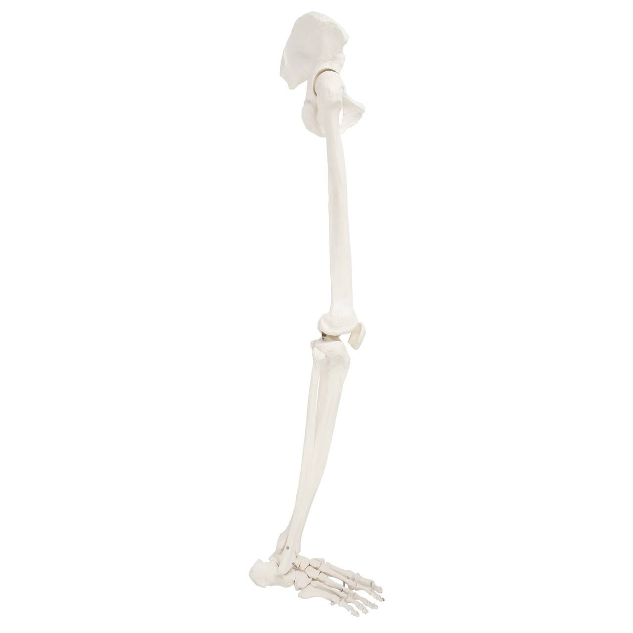 Axis Scientific Leg Skeleton side profile of right leg