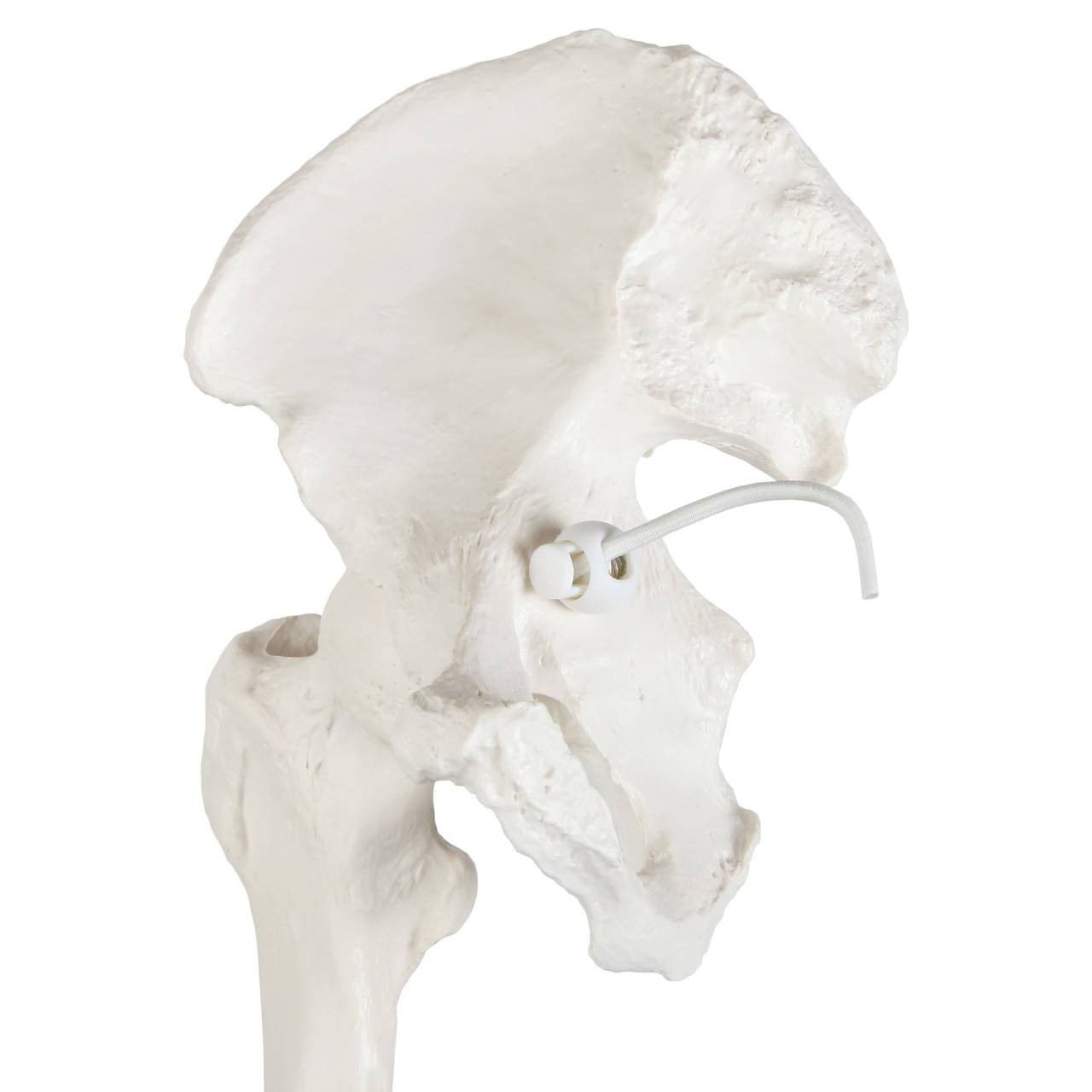 Axis Scientific Leg Skeleton hip joint with ilium and femur
