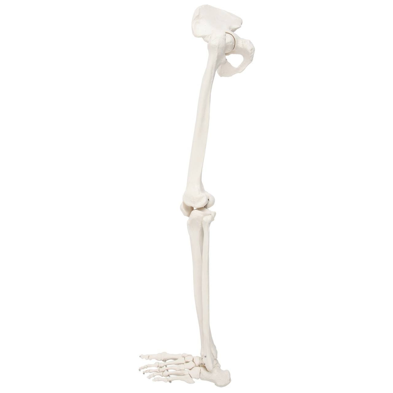 Axis Scientific Leg Skeleton side view of left leg