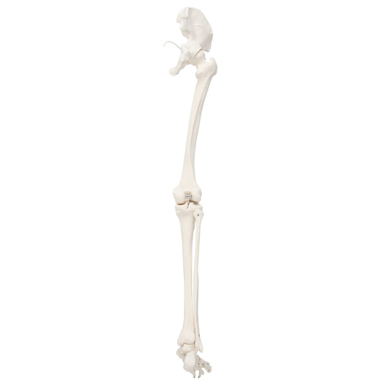 Axis Scientific Leg Skeleton front angle of right leg with hip