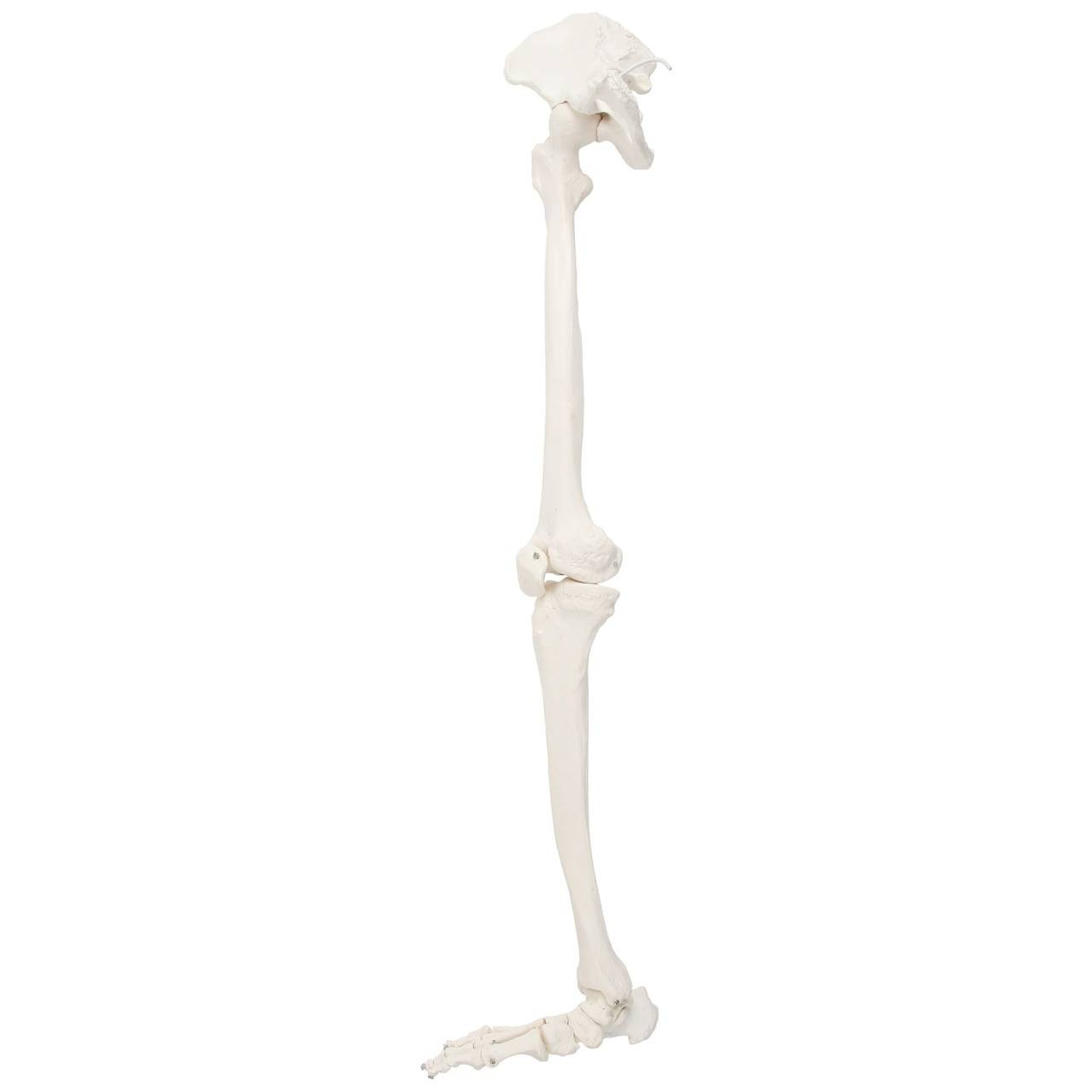 Axis Scientific Leg Skeleton side profile  of right leg with hip