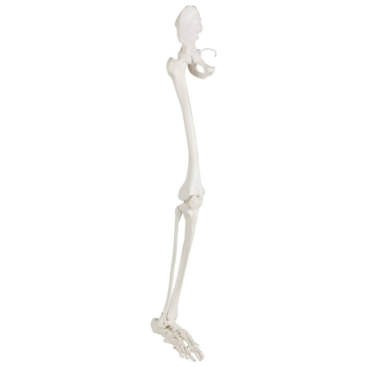 Axis Scientific Leg Skeleton side angle of right leg