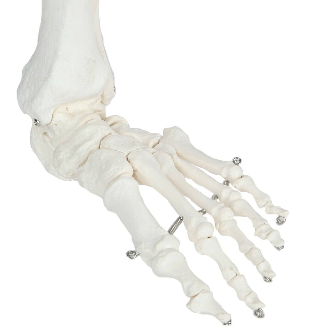 Axis Scientific Leg Skeleton left foot detail