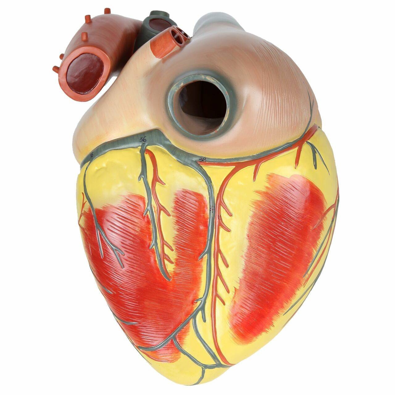 Axis Scientific 3x Life-Size 3-Part Human Heart Anatomy Model Left View