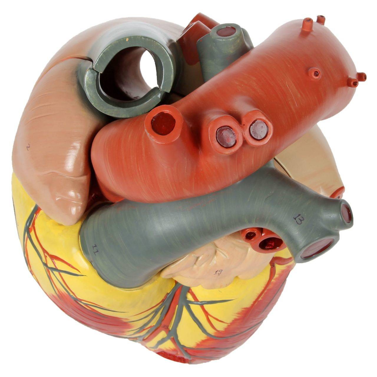 Axis Scientific 3x Life-Size 3-Part Human Heart Anatomy Model
