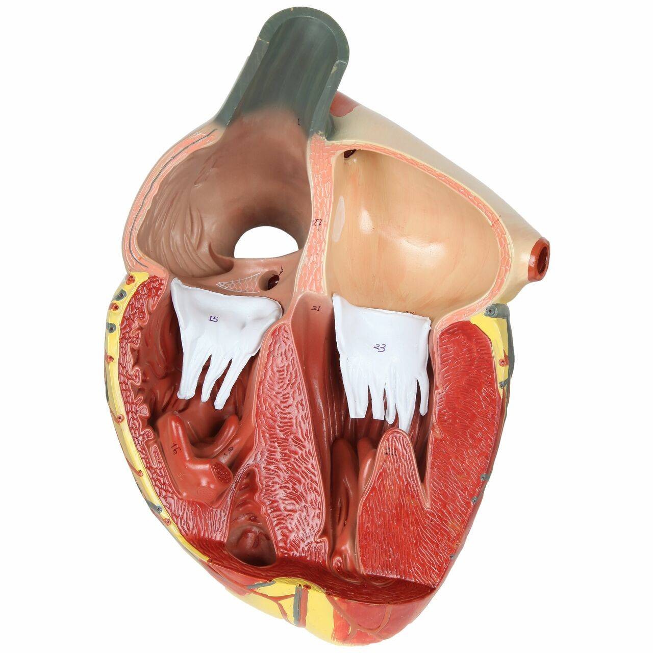 Axis Scientific 3x Life-Size 3-Part Human Heart Anatomy Model Detachable Front