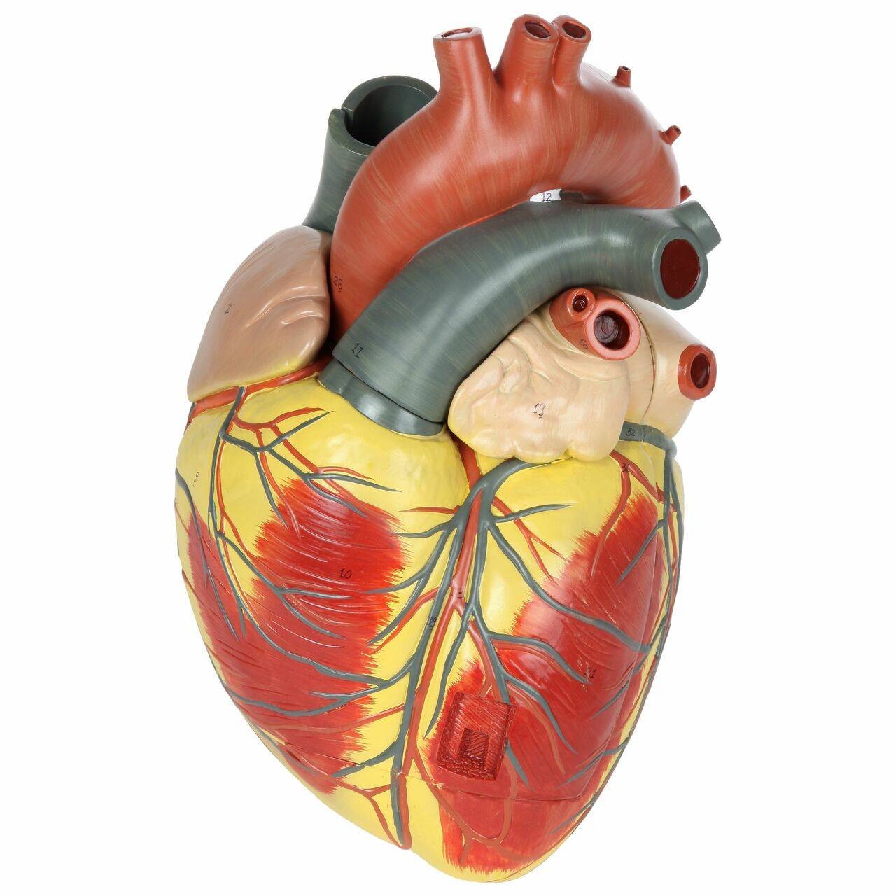 Axis Scientific 3x Life-Size 3-Part Human Heart Anatomy Model