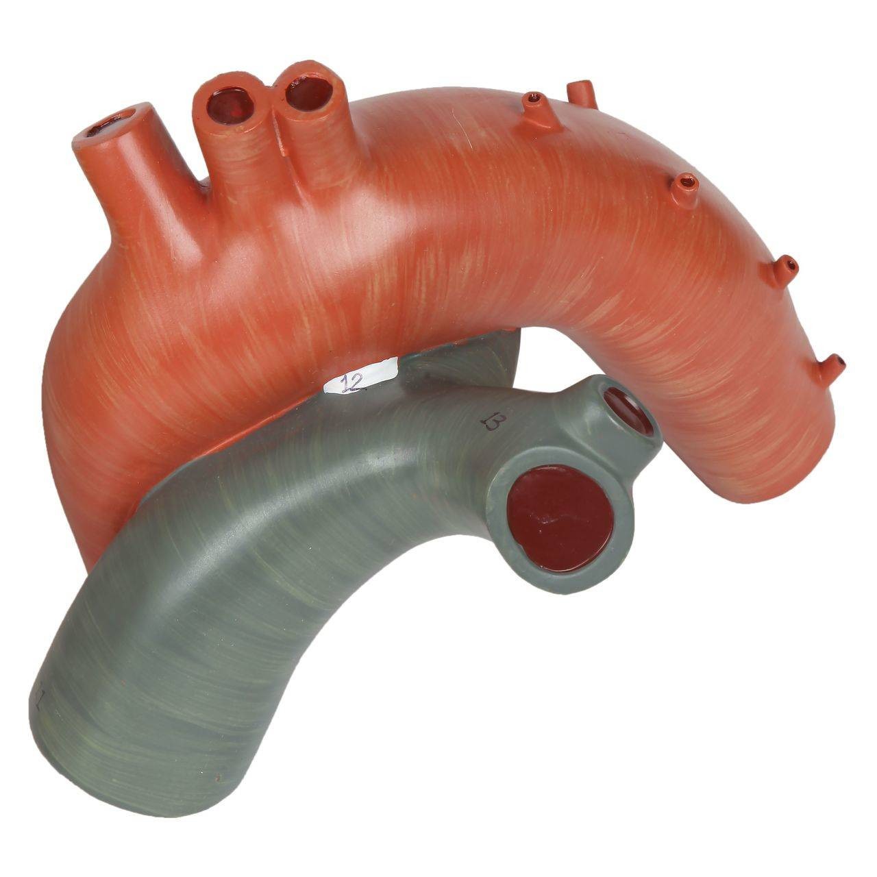 Axis Scientific 3x Life-Size 3-Part Human Heart Anatomy Model Left Pulmonary Artery and Ligamentum Arteriosum Front View