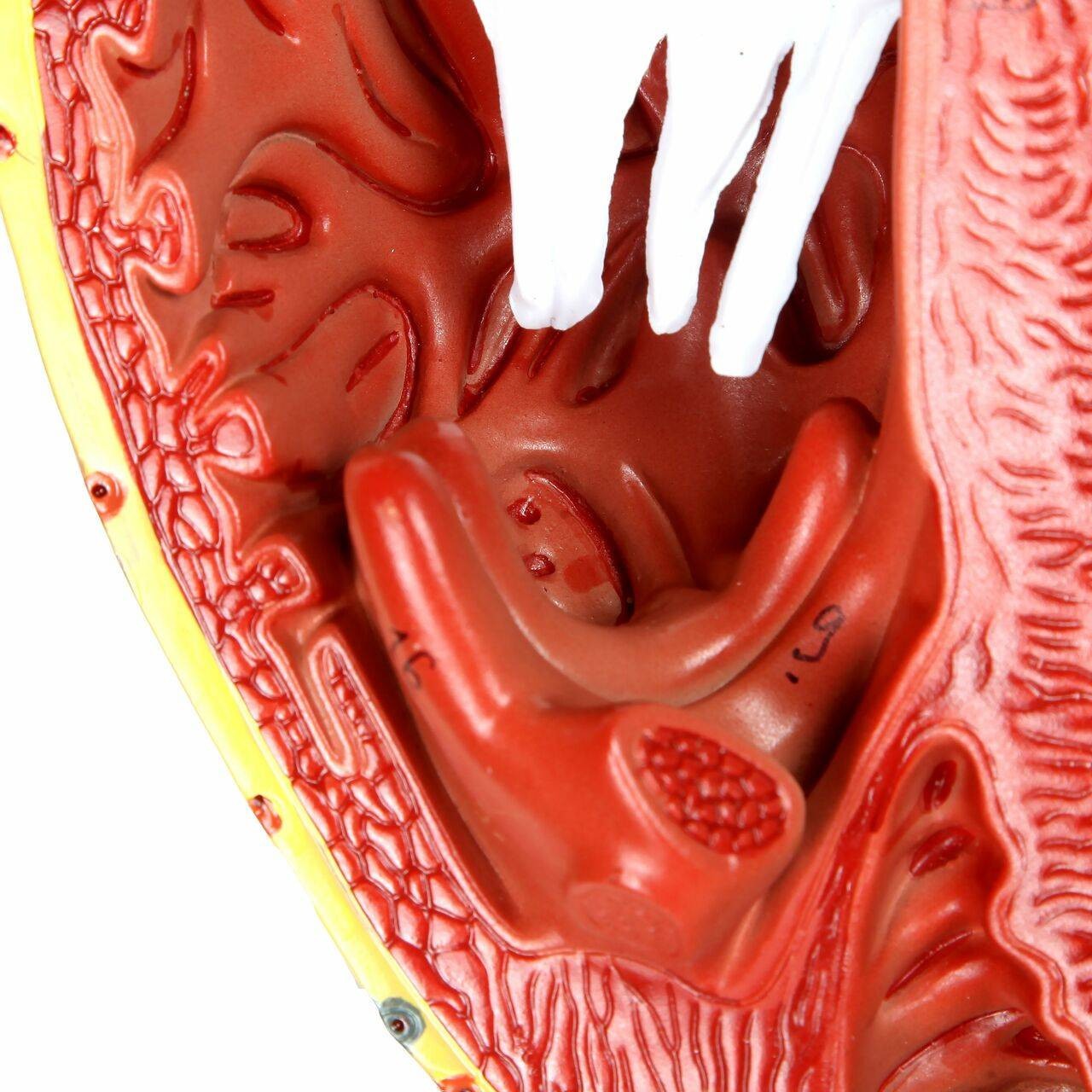 Axis Scientific 3x Life-Size 3-Part Human Heart Anatomy Model Close Up of the Right Ventricle