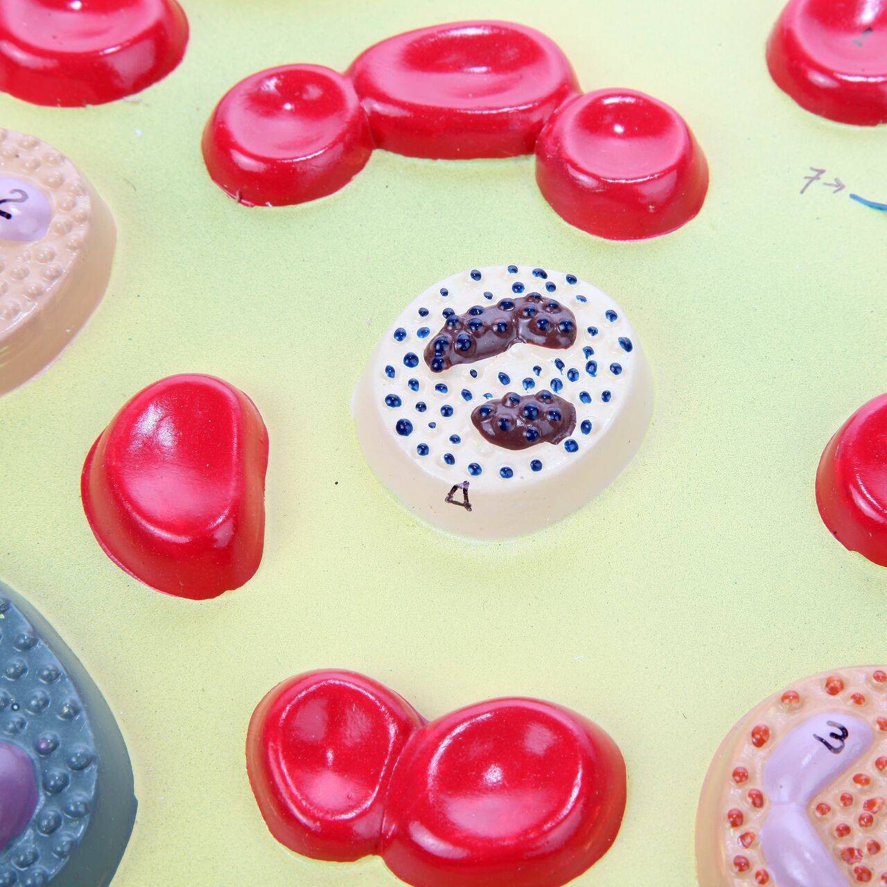 Axis Scientific Human Blood Cells