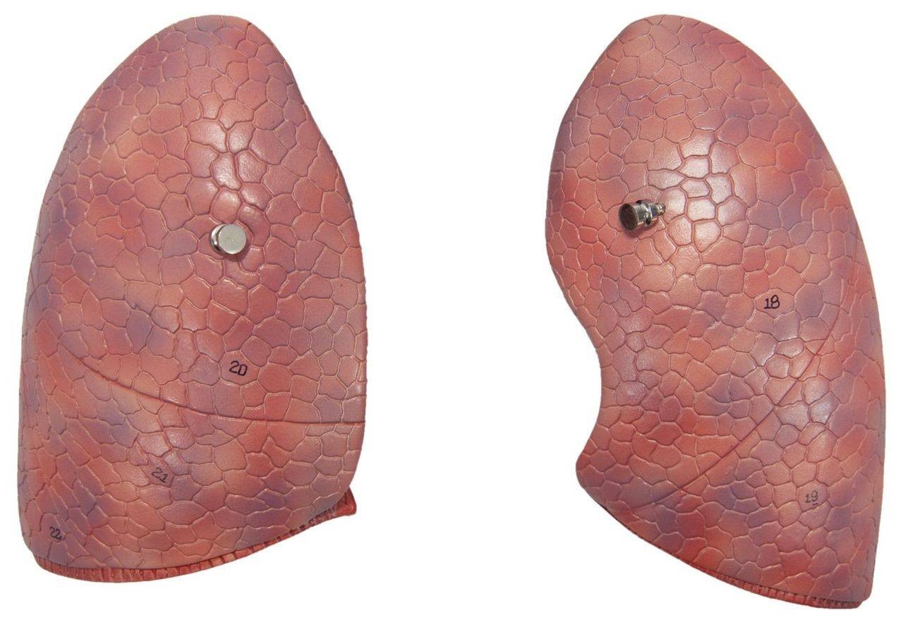 Axis Scientific 7-Part  Removable Human Lung