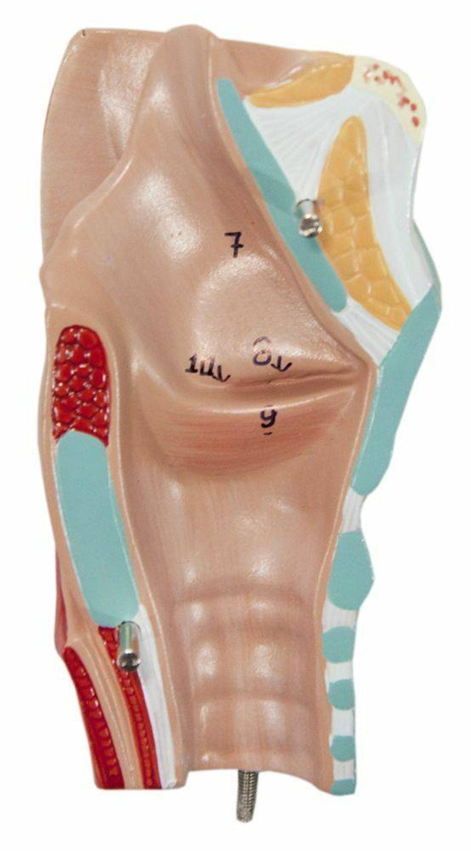 Axis Scientific 2-part larynx close up