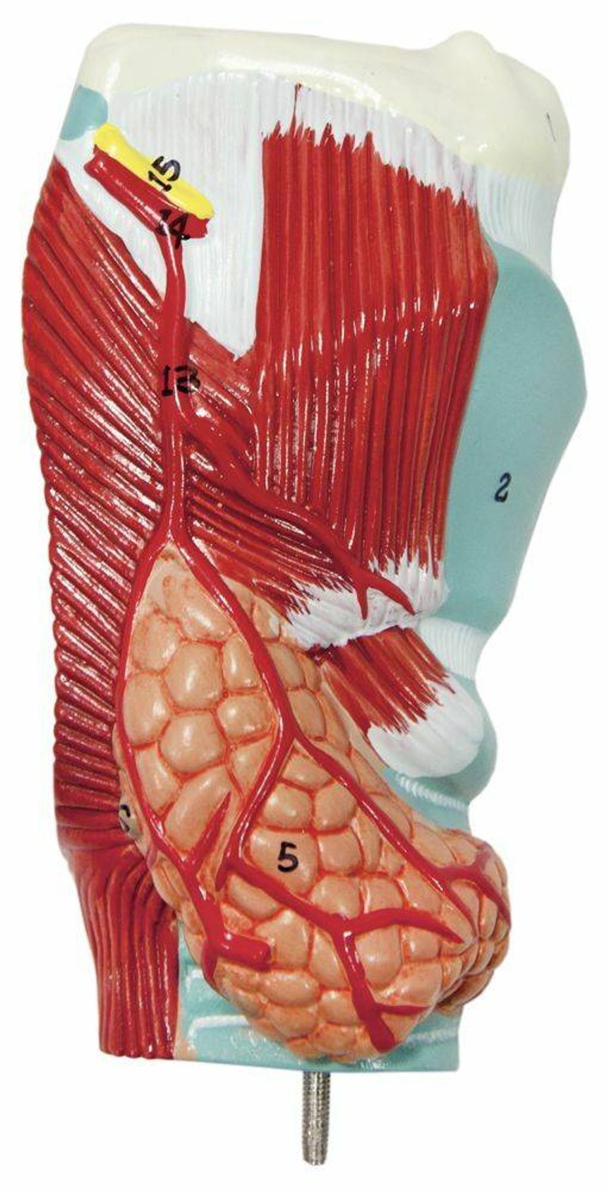 Axis Scientific 2-part larynx.