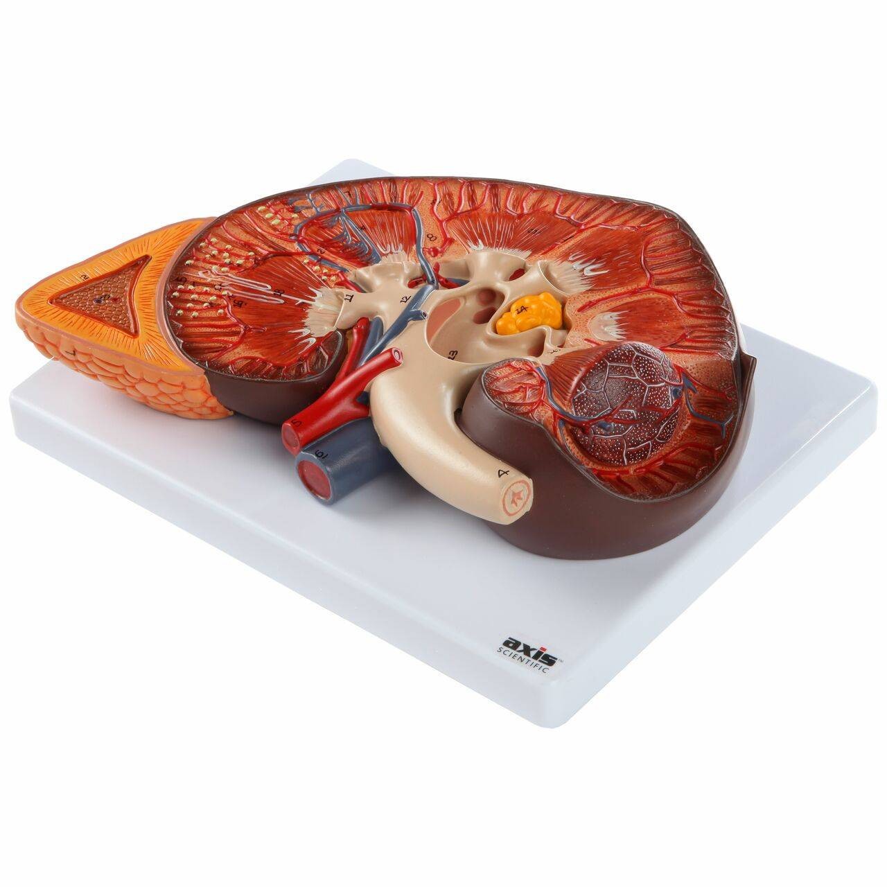 Axis Scientific Kidney with Adrenal Gland 3x Life-Size