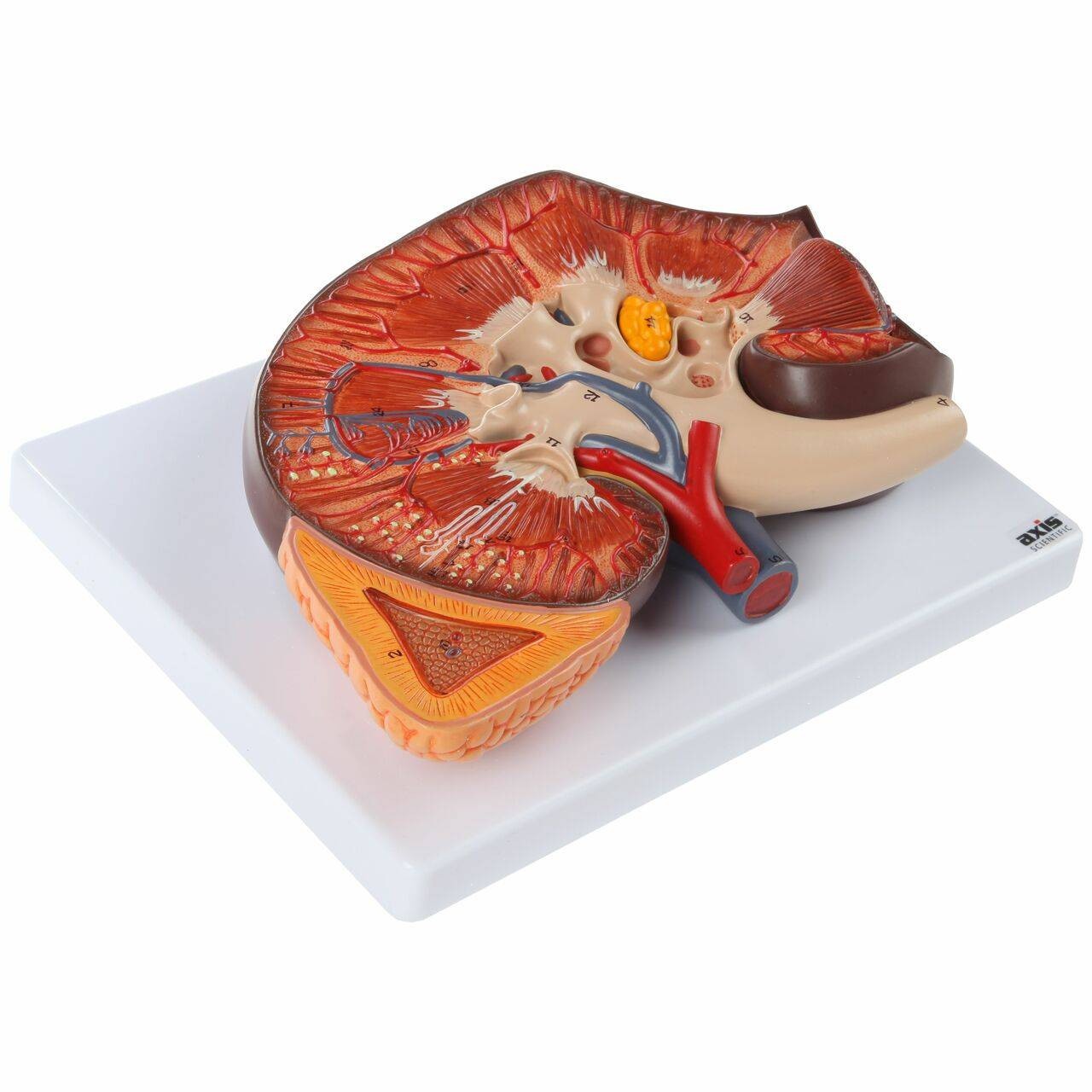 Axis Scientific Kidney with Adrenal Gland 3x Life-Size