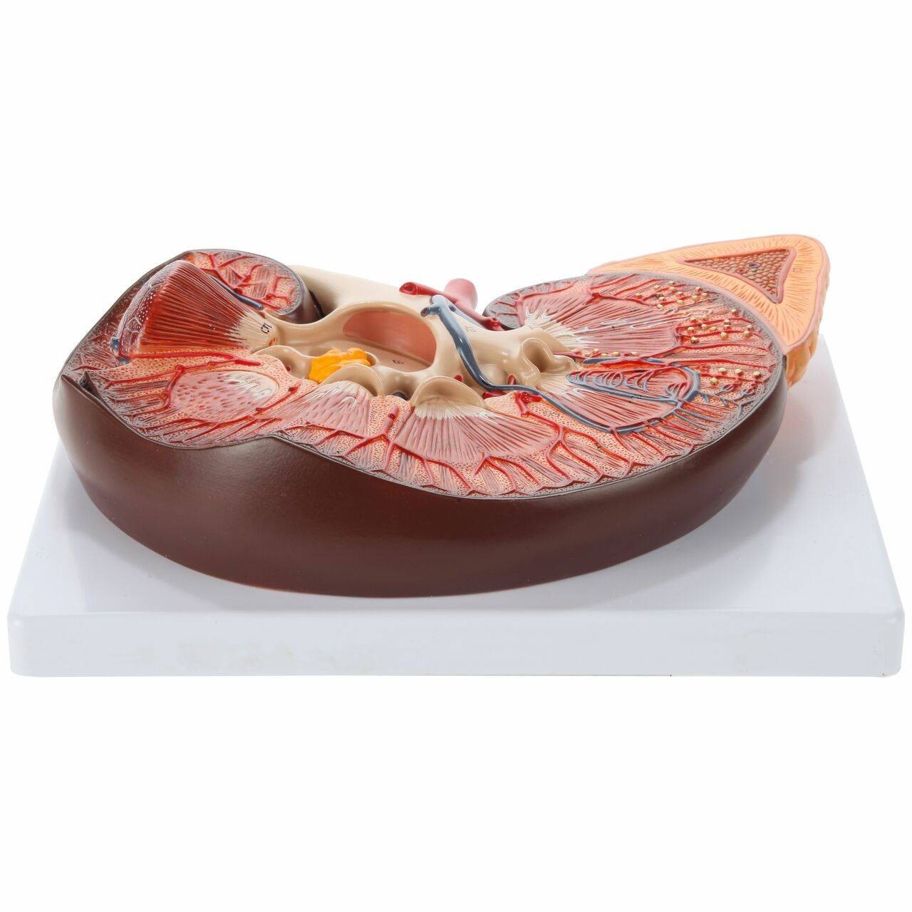 Axis Scientific Kidney with Adrenal Gland 3x Life-Size