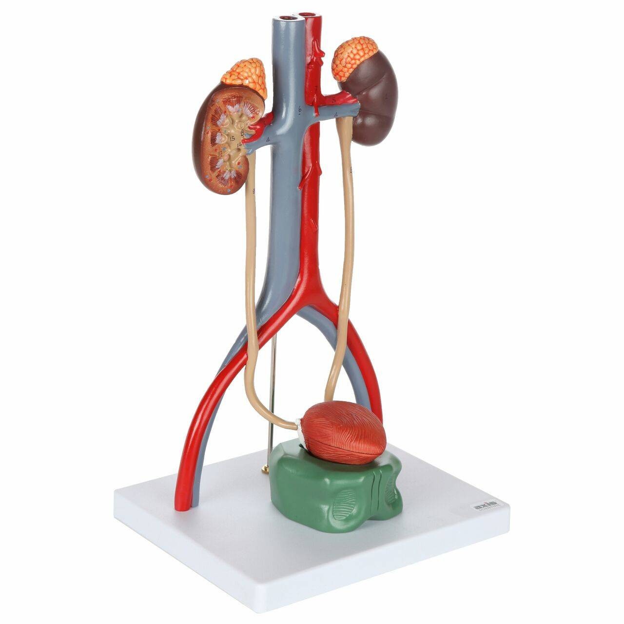 Axis Scientific Urinary System