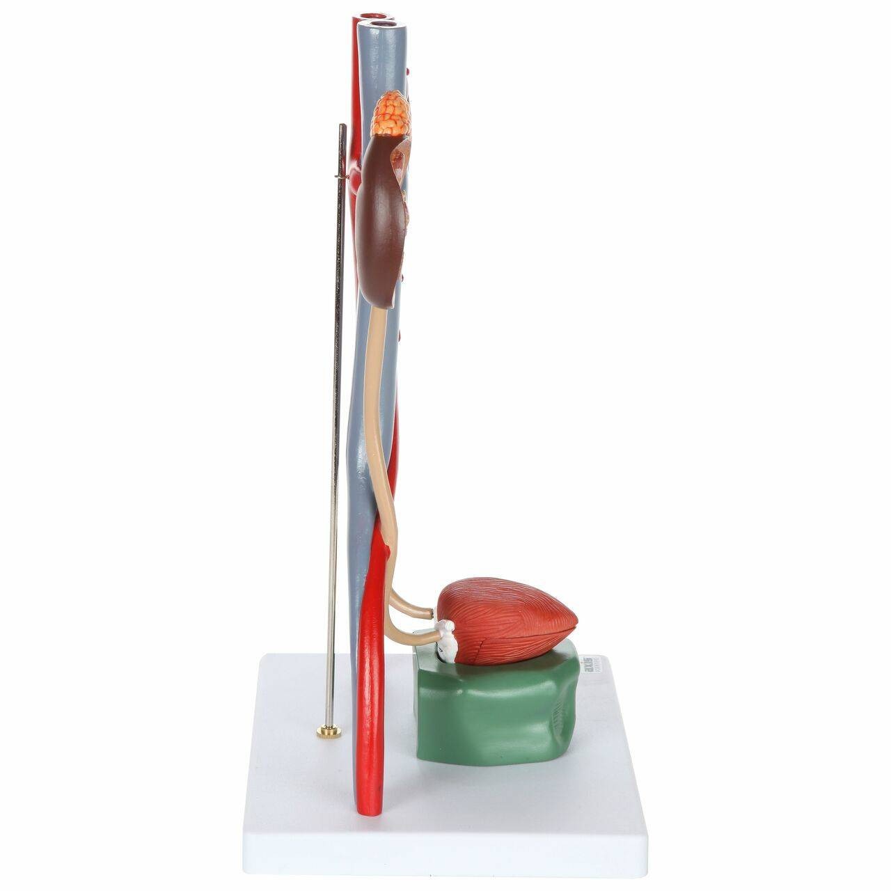 Axis Scientific Urinary System