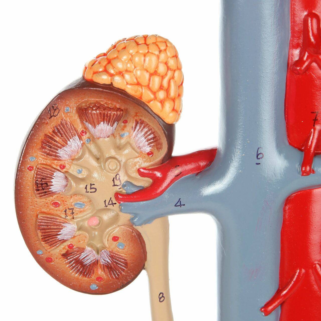 Axis Scientific Urinary System