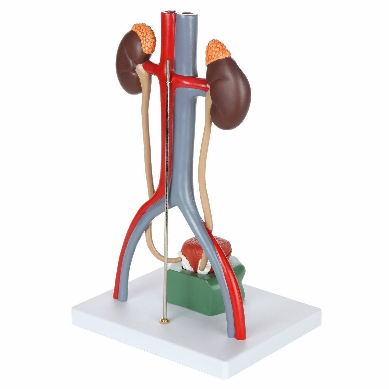 Axis Scientific Urinary System
