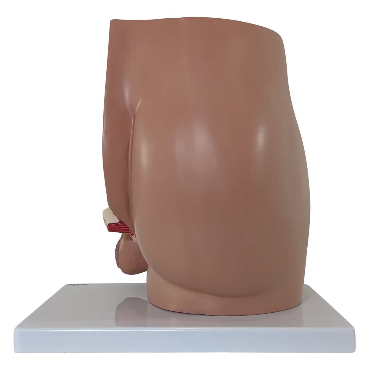 Axis Scientific 4-Part Male Pelvis