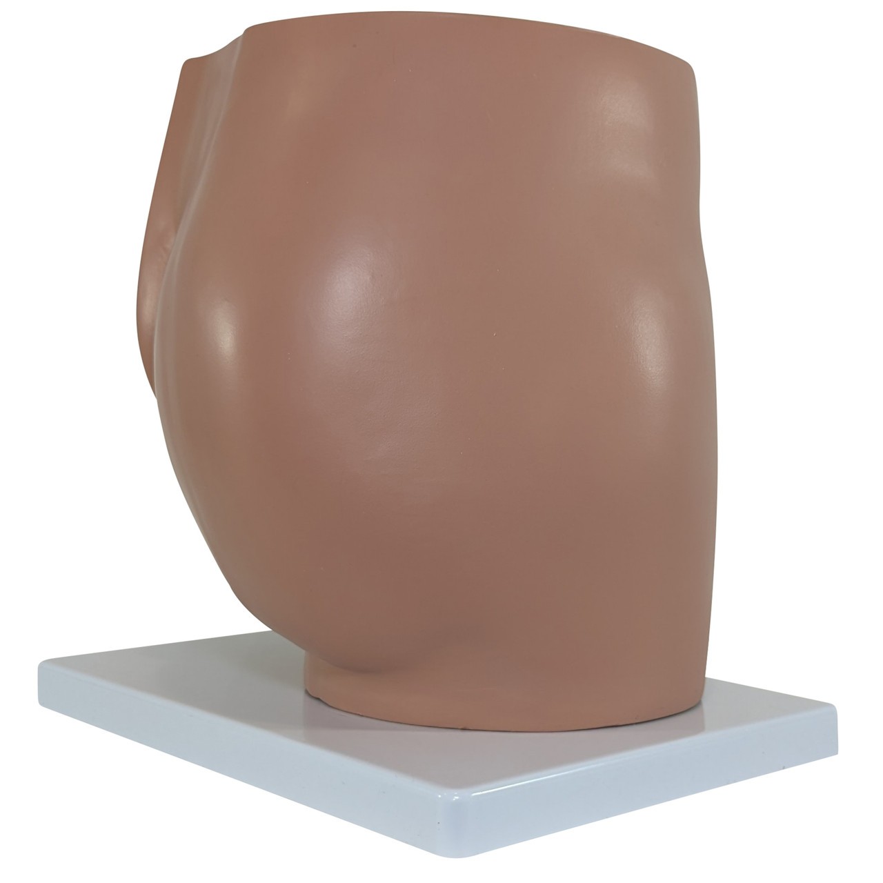 Axis Scientific 4-Part Male Pelvis