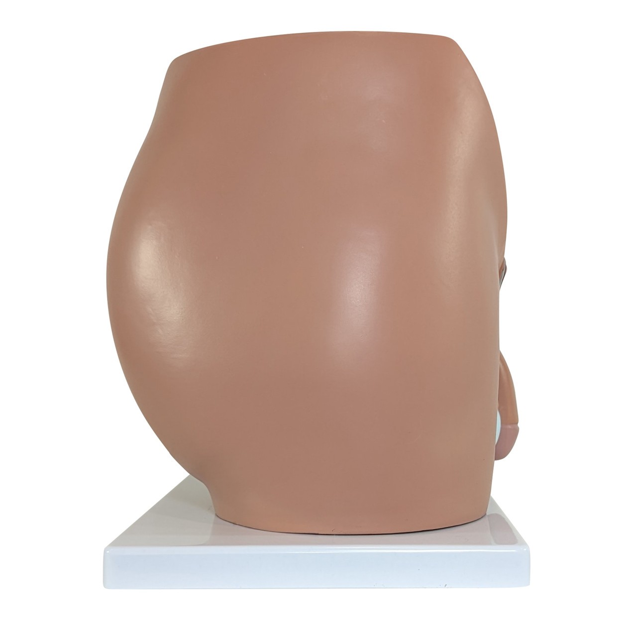 Axis Scientific 4-Part Male Pelvis
