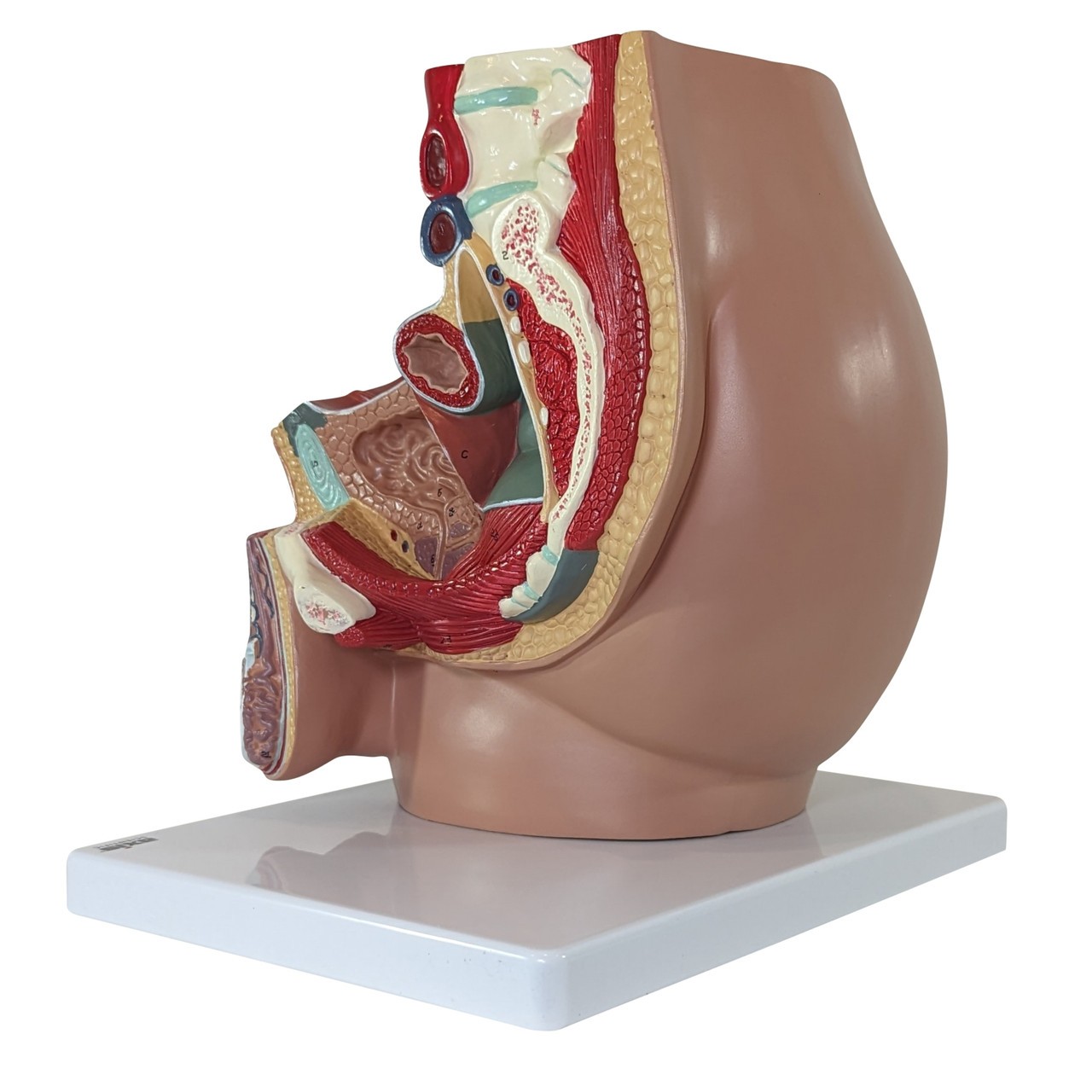 Axis Scientific 4-Part Male Pelvis