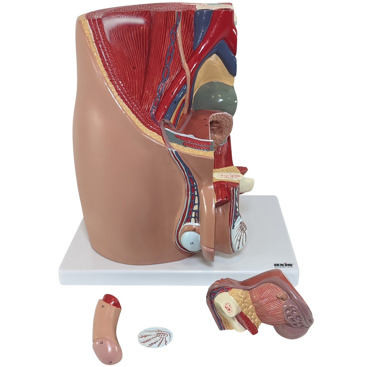 Axis Scientific 4-Part Male Pelvis